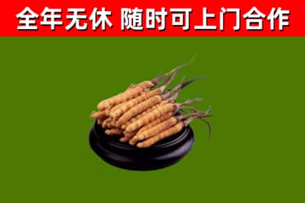 内黄烟酒回收冬虫夏草.jpg